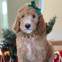 Havanah- red collar - Red  female Goldendoodle puppy in Yuciapa, California from AlltheDoodlez_