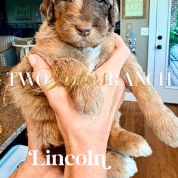 Lincoln - male Newfypoo puppy in Jackson, Missouri from Two Sisters Ranch, LLC