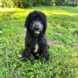 Turquoise - Black and white female Aussiedoodle puppy in Corydon, Indiana from Ridgeline Doodles