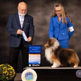 Simba - Shetland Sheepdog