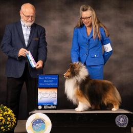 Simba - Shetland Sheepdog