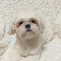 Holly - Shih Tzu