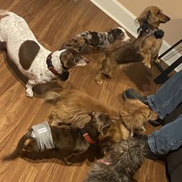 Dachshunds from Whitney’s Weiners