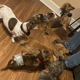 Dachshunds from Whitney’s Weiners