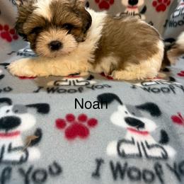 Noah - Gold and white male Shih Tzu puppy in Jasper, Indiana from Jacob’s Spoiled Shih Tzu