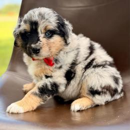 Red collar - Blue merle male Miniature Australian Shepherd puppy in 32046, Florida from River Hill Ranch