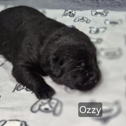 Ozzy - Black male Labrador Retriever puppy in Greenwich, Ohio from Pure Gem Kennel