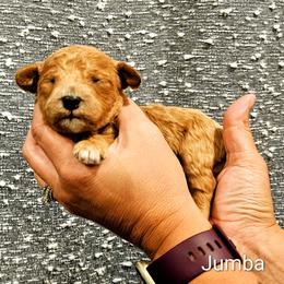 Jumba - Red  male Goldendoodle puppy in Forest, Ohio from Mini Doodle Buddies