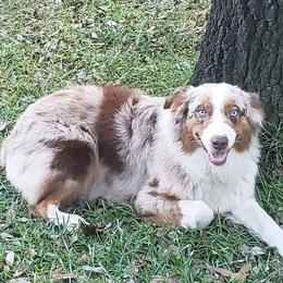 Shelby - Australian Shepherd