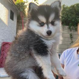 Inky - Black and white male Pomsky puppy in Orange County, California from Pomsky Playpen