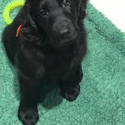 Flat-Coated Retriever Puppies from Beacon's Flat-Coated Retrievers
