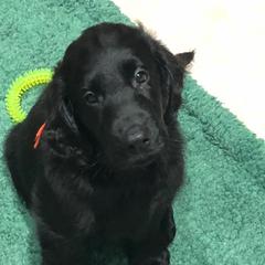 Flat-Coated Retriever Puppies from Beacon's Flat-Coated Retrievers