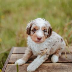 Whisper - Brown merle male Aussiedoodle puppy in Inman, South Carolina from Dark Corner Doodles