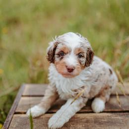 Whisper - Brown merle male Aussiedoodle puppy in Inman, South Carolina from Dark Corner Doodles