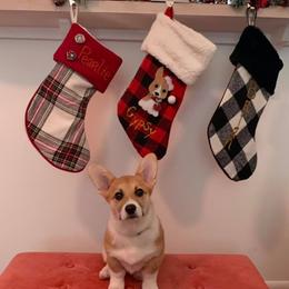 Pembroke Welsh Corgi Puppies from Tri-Star Stock Farm