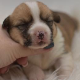 Batman - Red and white male American Corgi puppy in Lithia, Florida from Diamondcrest Inc