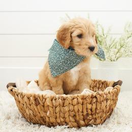 Pumba-Dark Green collar - Apricot male Goldendoodle puppy in Arlington, Washington from Anderson Goldendoodles