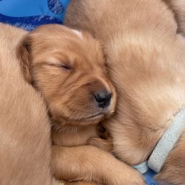 Golden Retriever Puppies from Charlottes Goldens