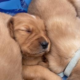Golden Retriever Puppies from Charlottes Goldens