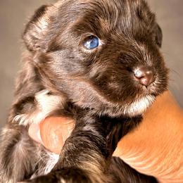 Late - Liver female Miniature Schnauzer puppy in Deltona, Florida from LIZ FANCY SCHNAUZERS