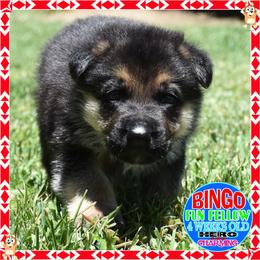 BINGO - Black and tan male German Shepherd puppy in Murrieta, California from Diamond Oaks German Shepherds