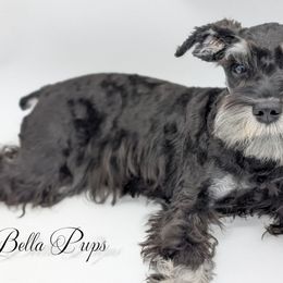 Giant Schnauzer and Miniature Schnauzer All Grown Up from Bella Pups LLC