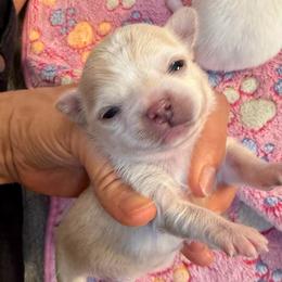 Cream boy 5,400 - Cream male Chihuahua puppy in Summerfield, Florida from Uey’s Chihuahuas