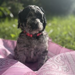 Goldendoodle Puppies from Southern Grace Acres