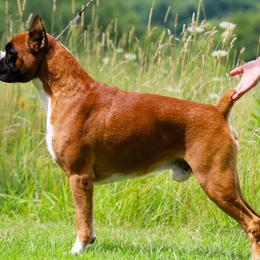Sterling - Boxer
