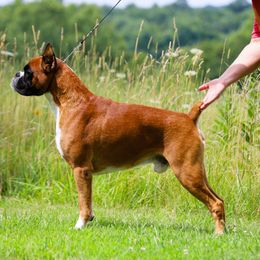 Sterling - Boxer