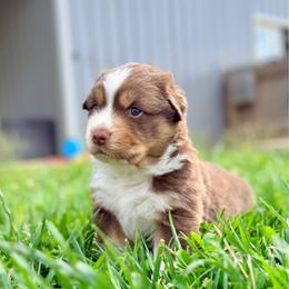 Larry - Red tri-color male Australian Shepherd puppy in Ashland, Ohio from SS Australian Shepherds