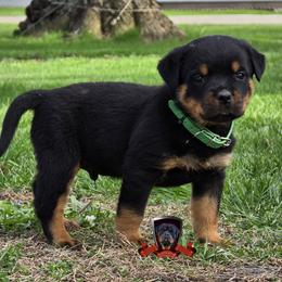 Rottweiler Puppies from Spoon River Rottweilers