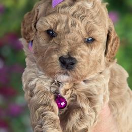 Purple Girl - Red  female Goldendoodle puppy in Vernon, Texas from Sugarland's Texas Goldendoodles
