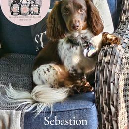 Bazz - Dachshund