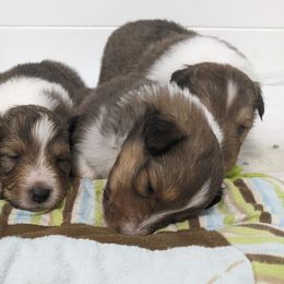 Shetland Sheepdogs from Shinebright Shelties