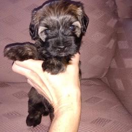 Havanese Puppies from Court Jester Havanese