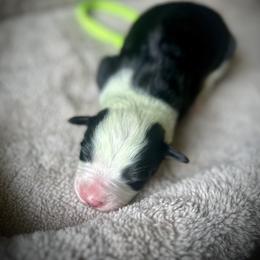 Girl 2 - Black female Bearded Collie puppy in Baltimore, Maryland from Beloved Bearded & Border Collies