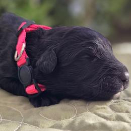 Ash - Black female Bouvier des Flandres puppy in Drury, Missouri from Black Bears Critters