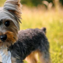 Yorkshire Terriers from WESTWAY Yorkies