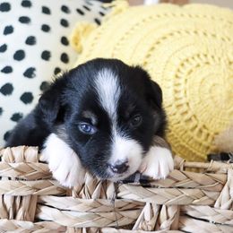Australian Shepherd Puppies from Rustic Roots Australian Shepherds