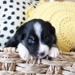 Australian Shepherd Puppies from Rustic Roots Australian Shepherds