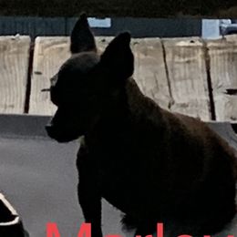 Marley - Chihuahua