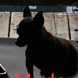 Marley - Chihuahua