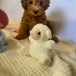 Poodle Puppies from Red Mini Poodles AZ