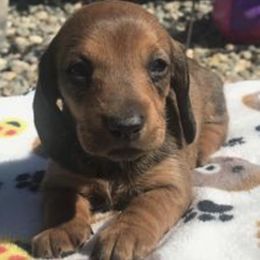 Dachshunds from Lashunds Miniature Dachshunds