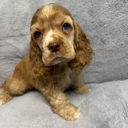 White Collar - Red male Cocker Spaniel puppy in Cleveland, Ohio from Buckeye Country Kennel