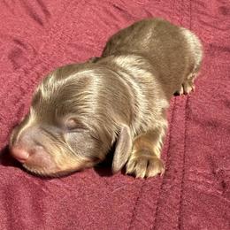 Male 2 - Chocolate and tan male Dachshund puppy in El Campo, Texas from Creamer Creek Kennel