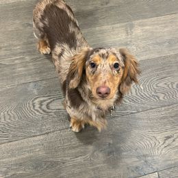 Cooper - Dachshund