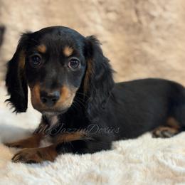 Brody - Black and tan male Dachshund puppy in Chehalis, Washington from McJazzin Doxies