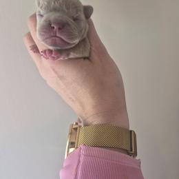 Boy 2 - Blue male French Bulldog puppy in Salina, Kansas from Peace Love frenchies